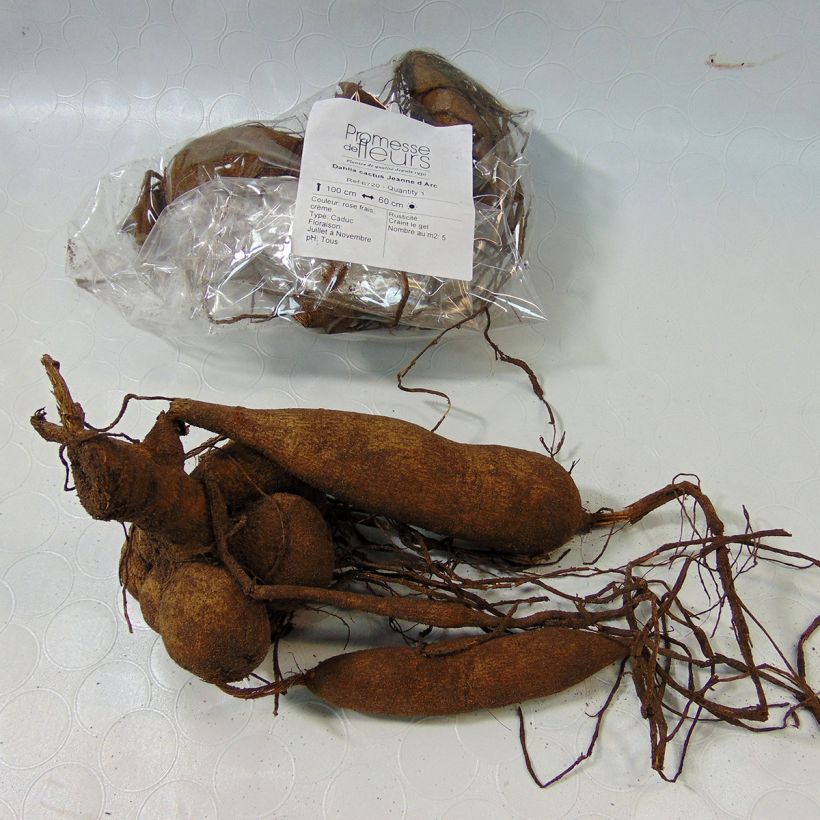 Beispiel eines Exemplars von Kaktus-Dahlie Jeanne d Arc Zwiebel wie geliefert