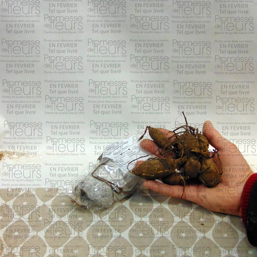 Example of Kaktus-Dahlie Kennemerland Zwiebel Kaliber/Größe I as you get