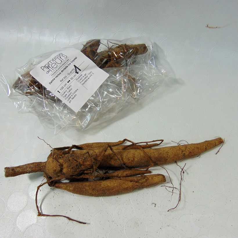 Example of Kaktus-Dahlie Ice Crystal Zwiebel Kaliber/Größe I as you get