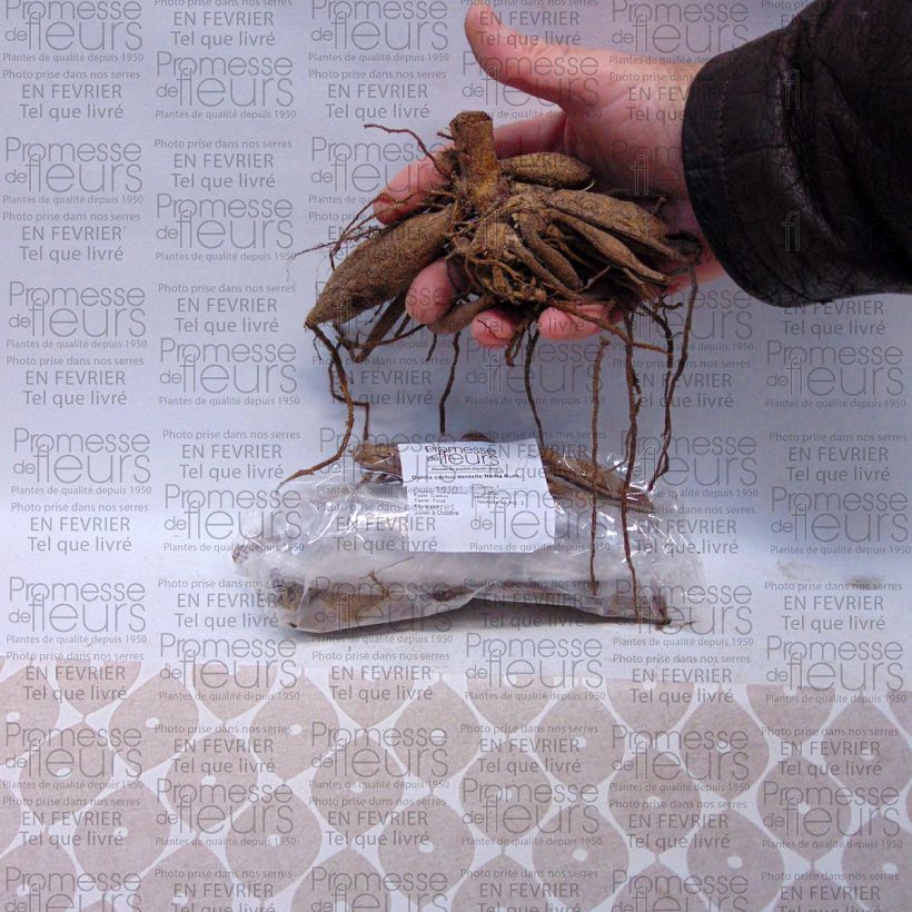 Beispiel eines Exemplars von Kaktus-Dahlie Nadia Ruth Zwiebel Kaliber/Größe I wie geliefert