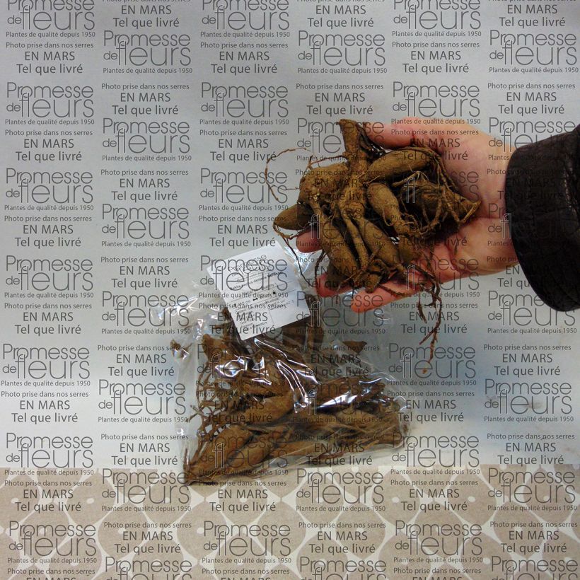 Example of Kaktus-Dahlie Nenekasi Zwiebel Kaliber/Größe I as you get