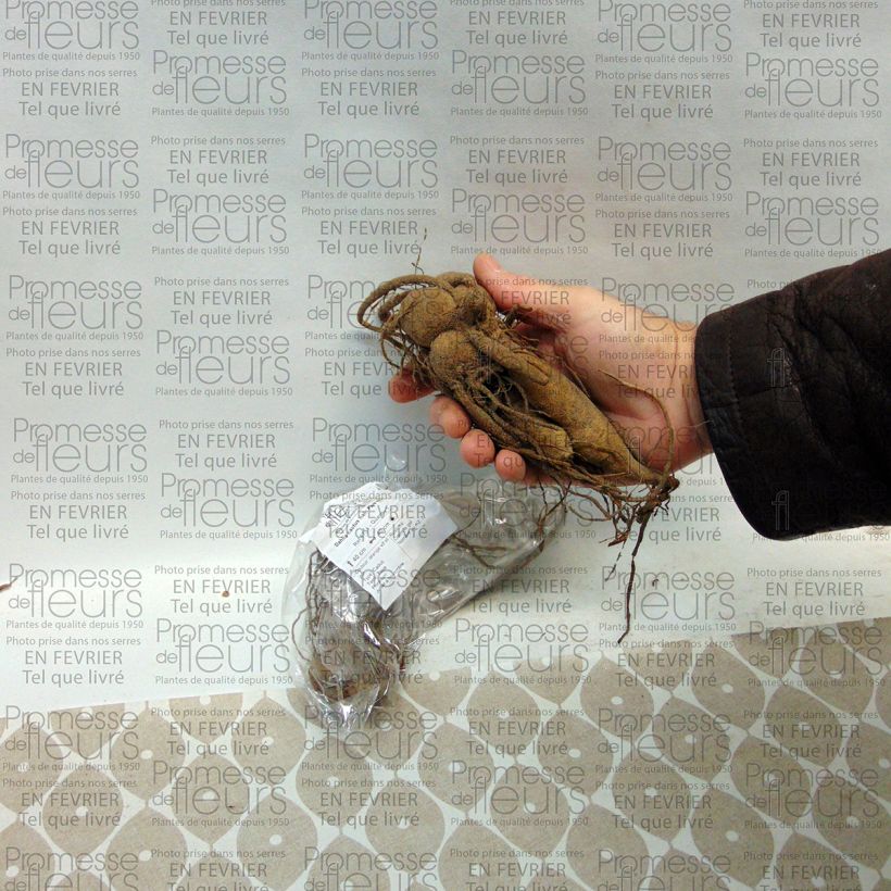 Example of Kaktus-Dahlie Park Idylle Zwiebel Kaliber/Größe I as you get