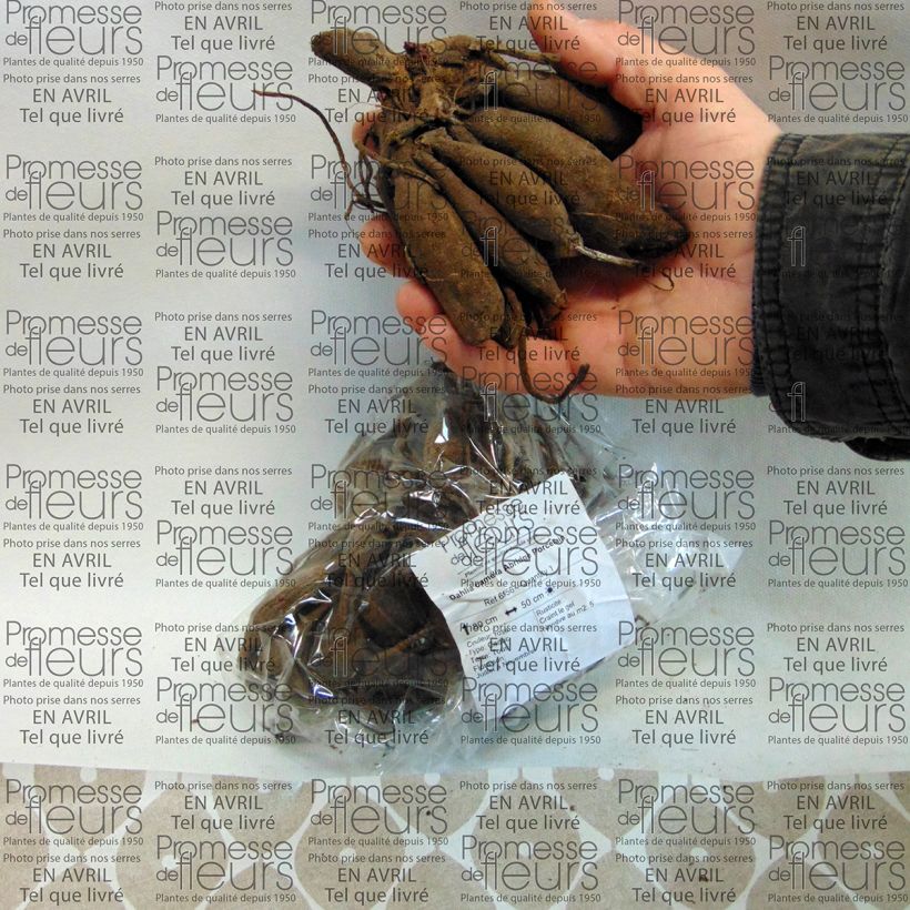 Example of Dekorative Dahlie Abridge Porcelain Zwiebel as you get