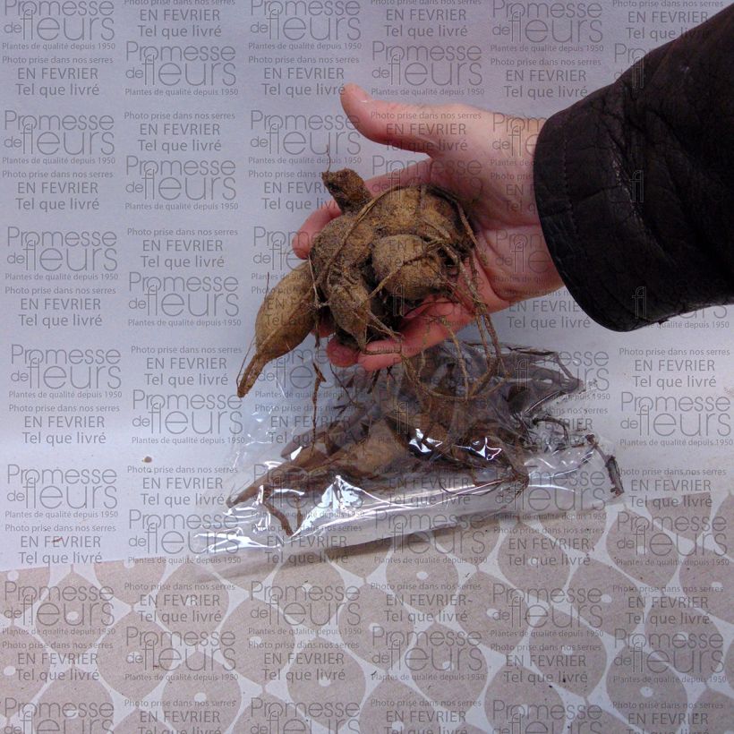 Beispiel eines Exemplars von Dekorative Dahlie Apricot Desire Zwiebel Kaliber/Größe I wie geliefert