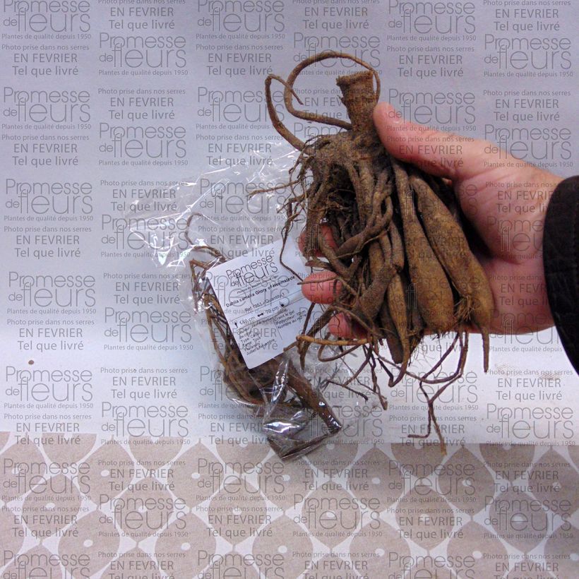 Beispiel eines Exemplars von Dekorative Dahlie Glory of Heemstede Zwiebel Kaliber/Größe I wie geliefert