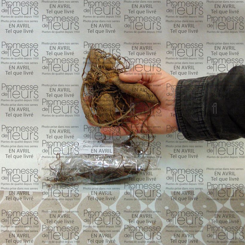 Beispiel eines Exemplars von Dekorative Dahlie Happy Butterfly Zwiebel Kaliber/Größe I wie geliefert