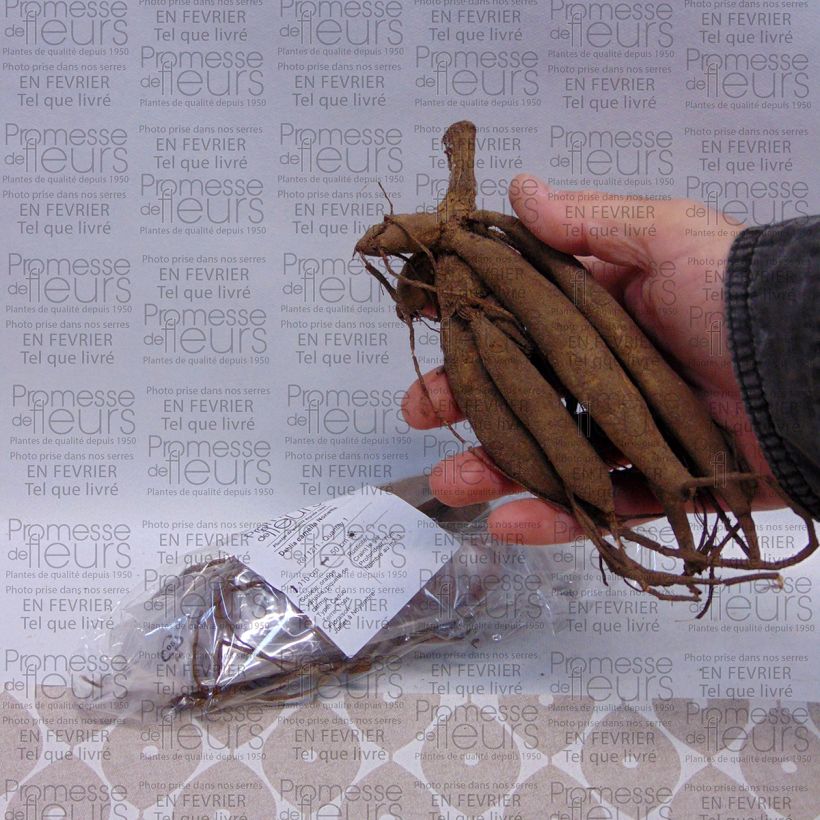 Beispiel eines Exemplars von Dekorative Dahlie Nonette Zwiebel Kaliber/Größe I wie geliefert