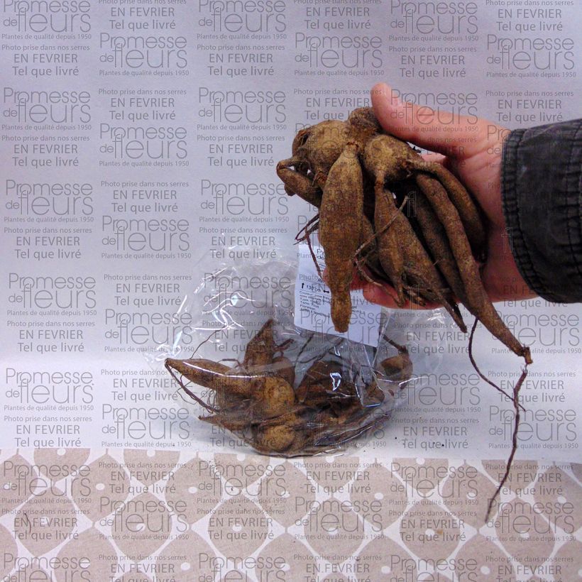 Beispiel eines Exemplars von Dekorative Dahlie Yvonne Zwiebel Kaliber/Größe I wie geliefert