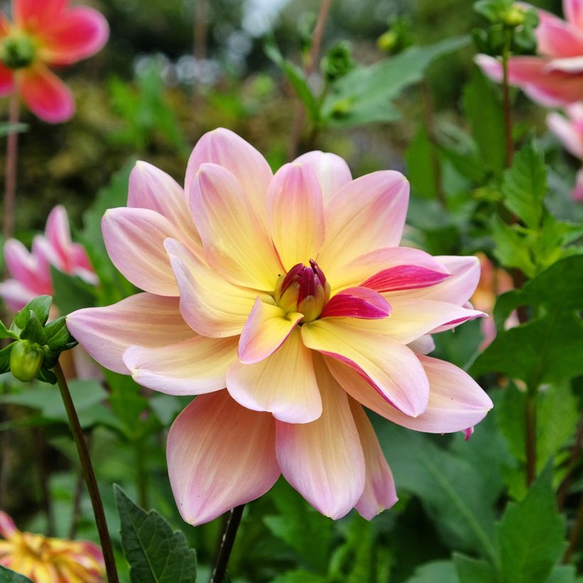 Schmuck-Dahlie Dark Butterfly (Blüte)