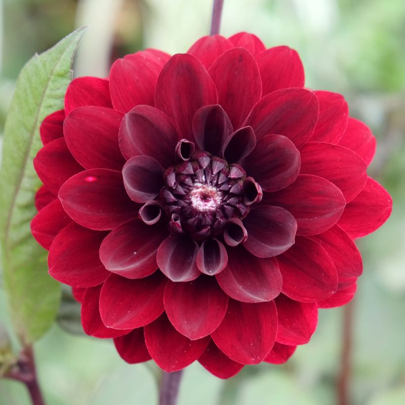 Schmuck-Dahlie Karma Choc (Blüte)