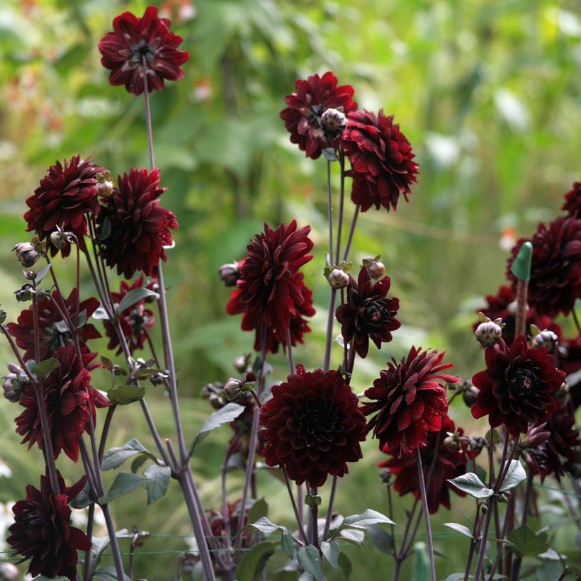 Schmuck-Dahlie Karma Choc (Wuchs)