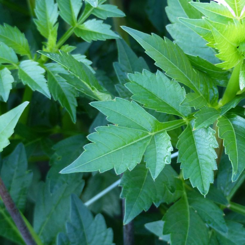 Schmuck-Dahlie Seniors Perfection (Foliage)