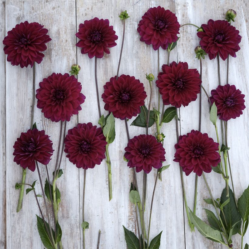 Dekorative Dahlie Mister Blue (Flowering)