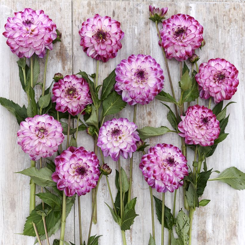 Dekorative Dahlie Stardust (Blüte)