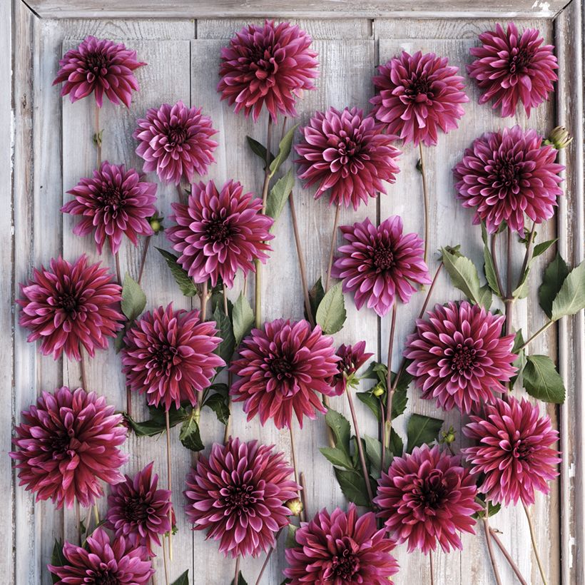 Dekorative Dahlie Tanita (Flowering)