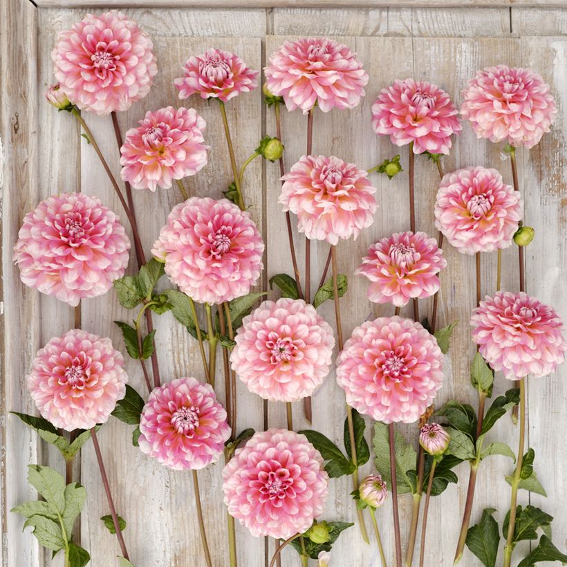 Dekorative Dahlie Trustfull (Flowering)