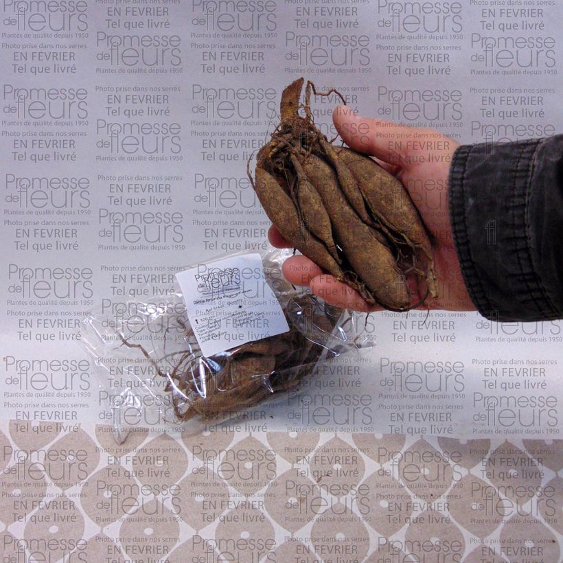 Beispiel eines Exemplars von Schmuck-Dahlie Kogane Fubuki Zwiebel Kaliber/Größe I wie geliefert