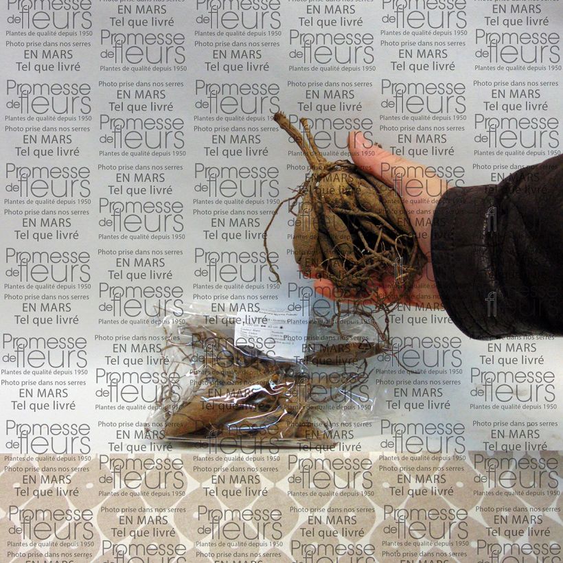 Beispiel eines Exemplars von Schmuck-Dahlie Myama Fubuki Zwiebel Kaliber/Größe I wie geliefert