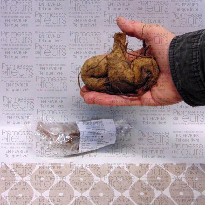 Beispiel eines Exemplars von Riesenblütige Dahlie Blith Spirit Zwiebel Kaliber/Größe I wie geliefert