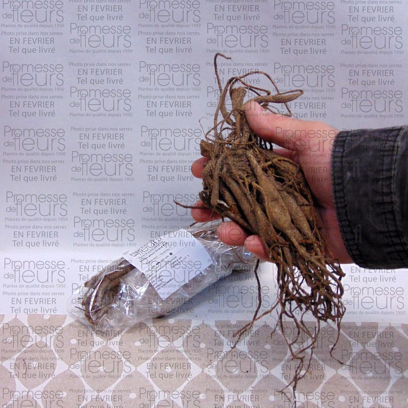 Example of Riesenblütige Dahlie Grand Prix Zwiebel Kaliber/Größe I as you get