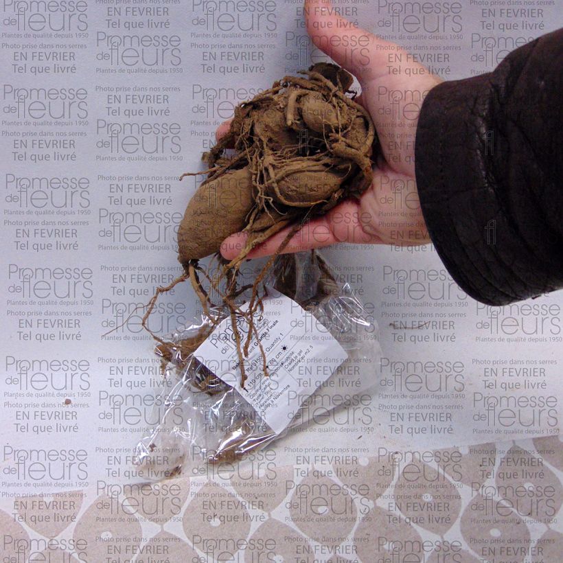 Beispiel eines Exemplars von Riesenblütige Dahlie Grande Finale Zwiebel Kaliber/Größe I wie geliefert