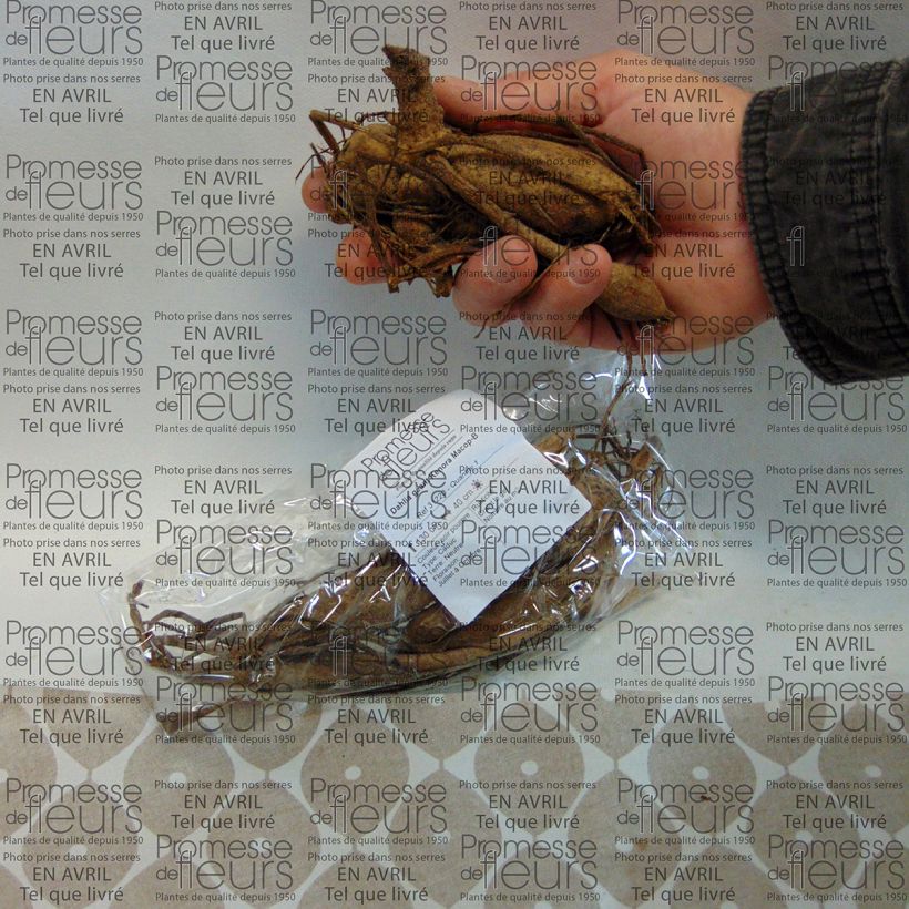 Beispiel eines Exemplars von Riesenblütige Dahlie Kenora Macop-B Zwiebel size I wie geliefert