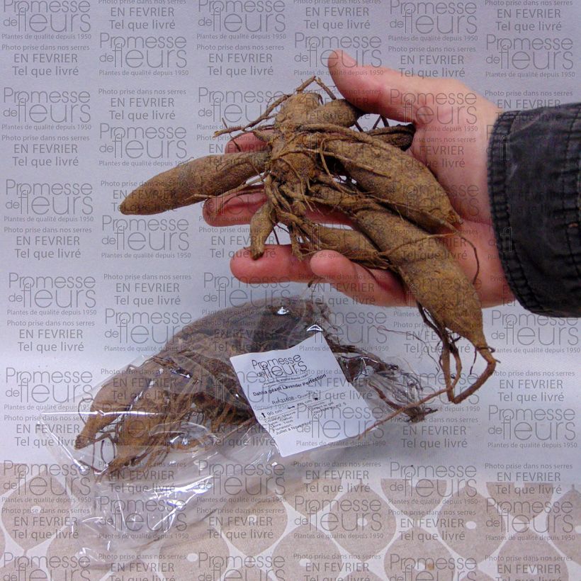 Example of Riesenblütige Dahlie Lavender Perfection Zwiebel Kaliber/Größe I as you get