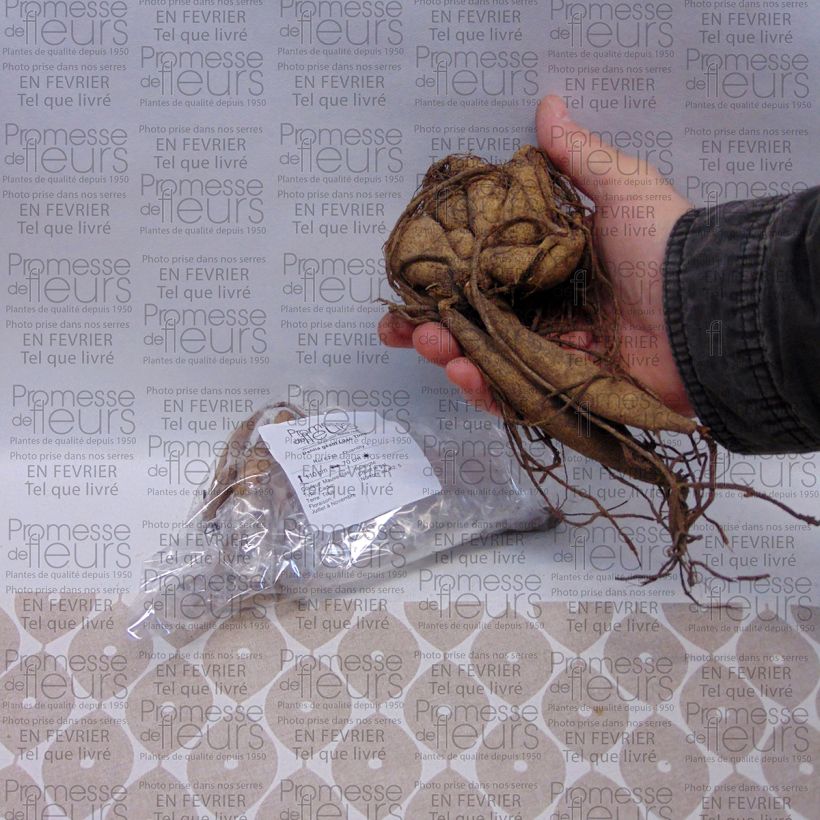 Beispiel eines Exemplars von Riesenblütige Dahlie Lilac Time Zwiebel size I wie geliefert