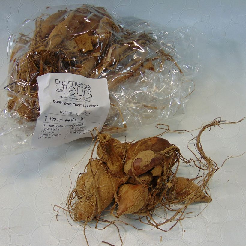 Example of Riesenblütige Dahlie Thomas Edison Zwiebel Kaliber/Größe I as you get