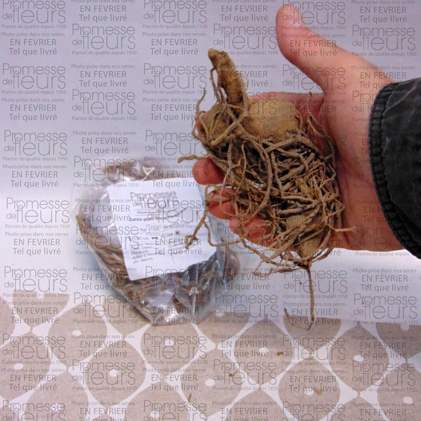 Beispiel eines Exemplars von Riesenblütige Dahlie White Perfection Zwiebel size I wie geliefert