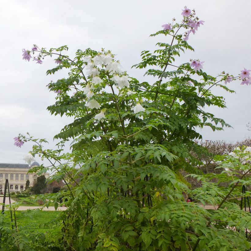 Dahlia imperialis - Baumdahlie (Wuchs)