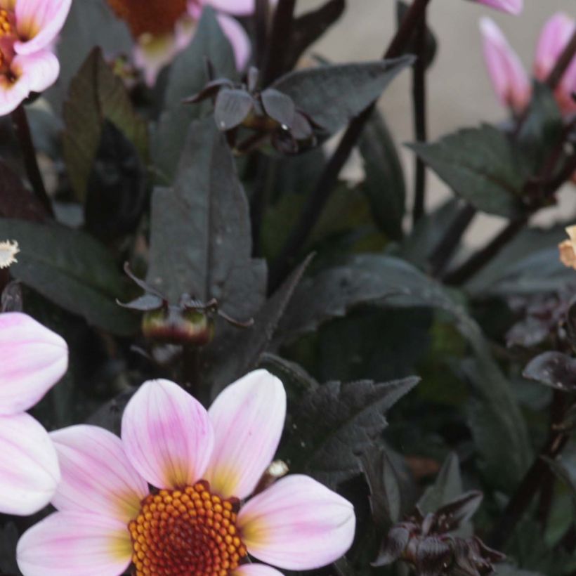 Zwerg-Dahlie Dark Angels American Pie (Foliage)