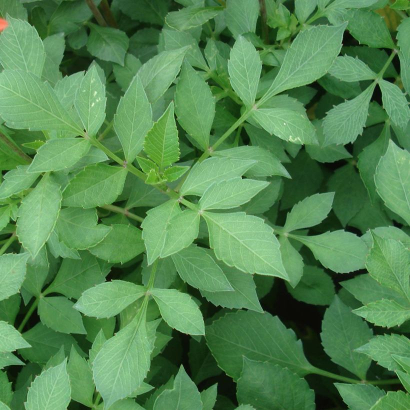 Zwerg-Dahlie Jewel Orange (Foliage)