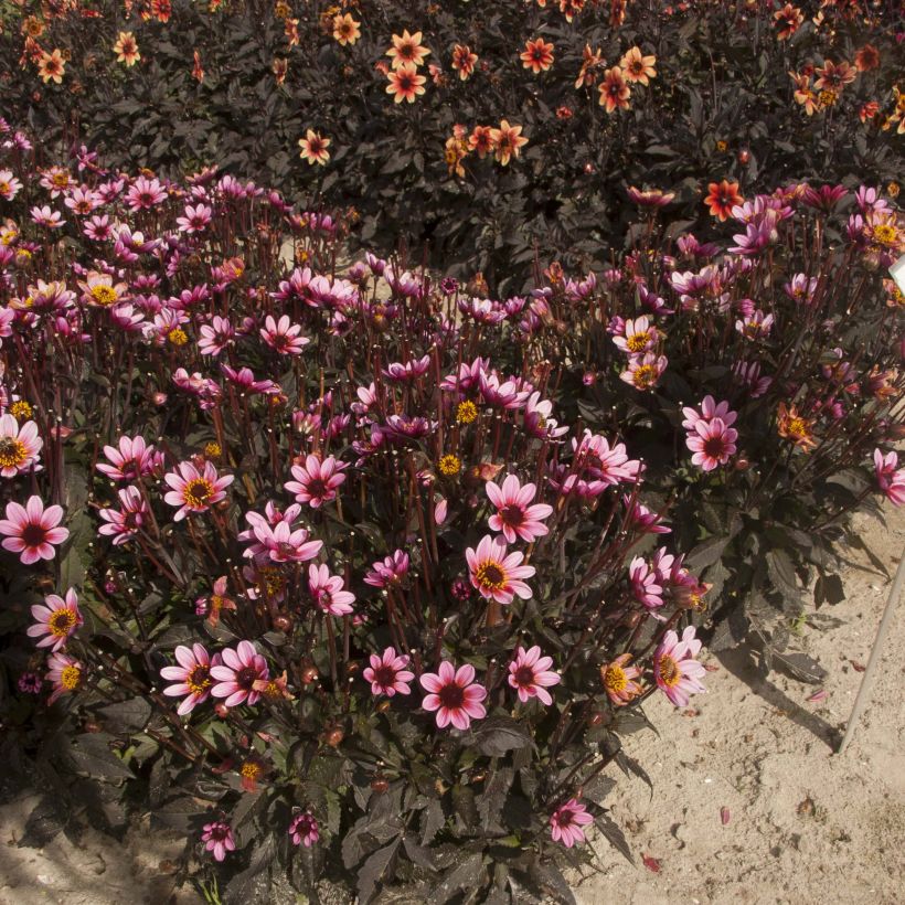 Zwerg-Dahlie Dark Angels Pretty Woman (Wuchs)