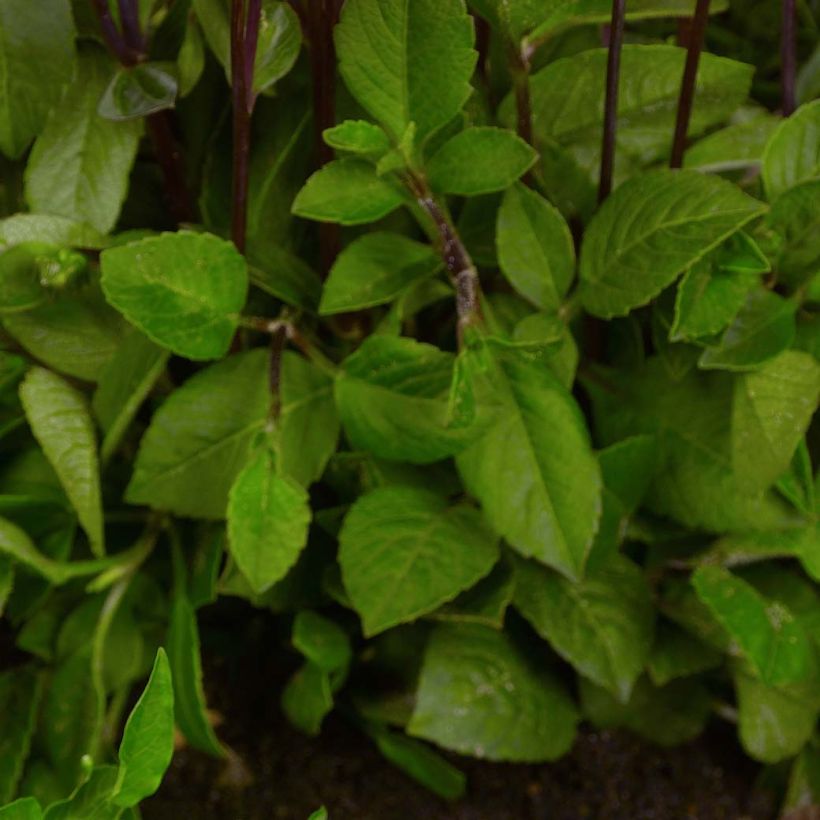 Zwerg-Dahlie Topmix Pink (Foliage)