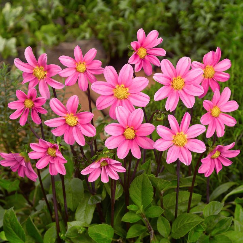 Zwerg-Dahlie Topmix Pink (Flowering)