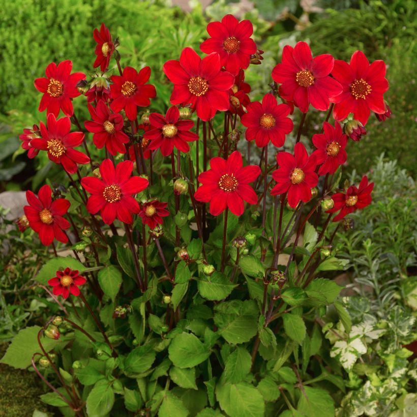 Zwerg-Dahlie Topmix Red (Plant habit)