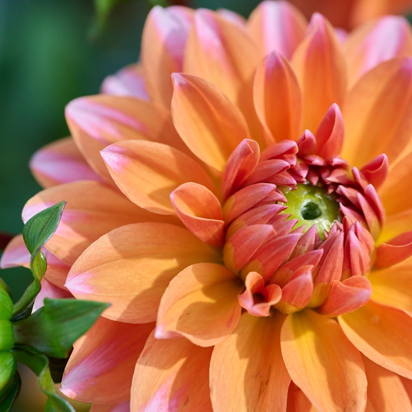 Zwerg-Dahlie Peaches & Vanilla (Blüte)