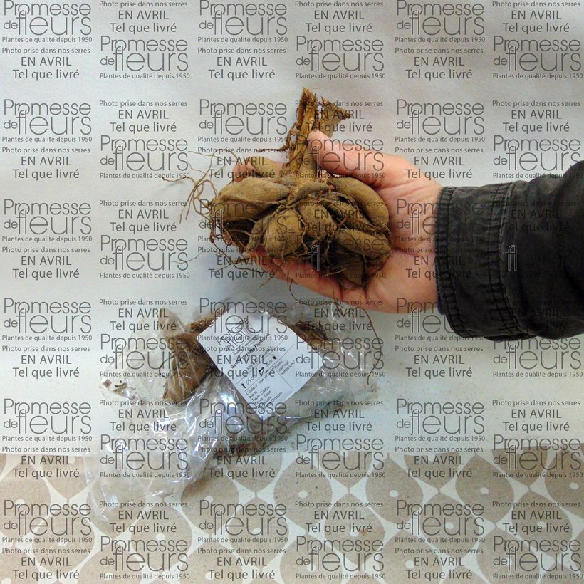 Beispiel eines Exemplars von Bauer-Dahlie Priceless Pink Zwiebel Kaliber/Größe I wie geliefert