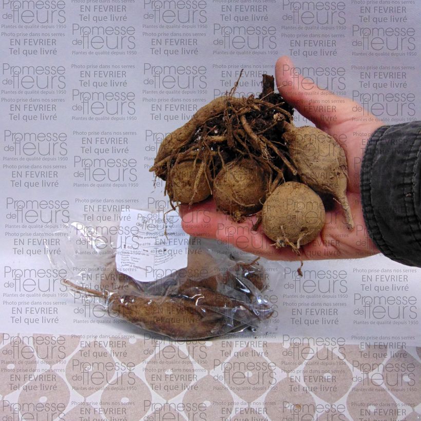 Example of Bauer-Dahlie Sunshine Zwiebel Kaliber/Größe I as you get