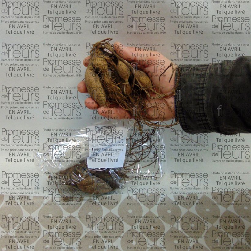 Beispiel eines Exemplars von Bauer-Dahlie Twinings After Eight Zwiebel wie geliefert