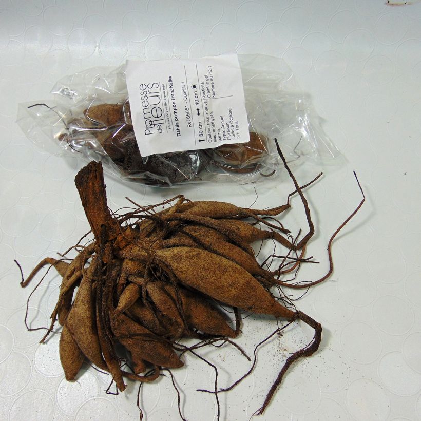 Example of Pompon-Dahlie Franz Kafka Zwiebel Kaliber/Größe I as you get