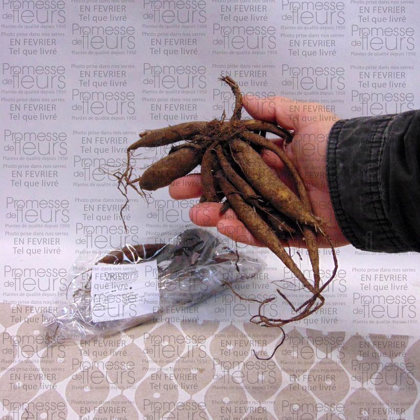 Beispiel eines Exemplars von Pompon-Dahlie Icoon Zwiebel Kaliber/Größe I wie geliefert