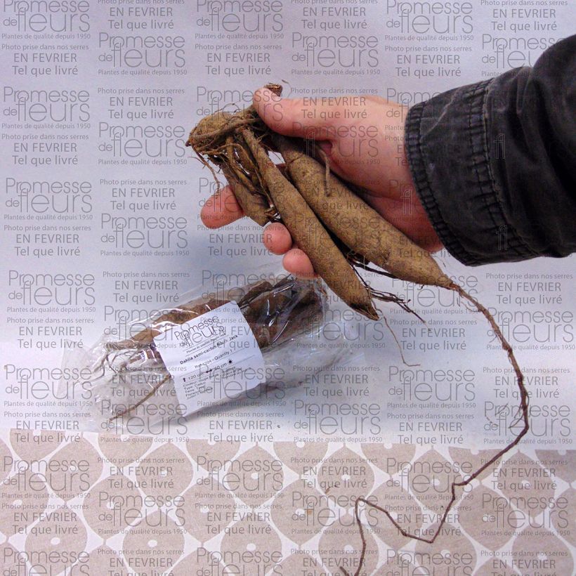 Example of Kaktus-Dahlie Black Jack Zwiebel Kaliber/Größe I as you get