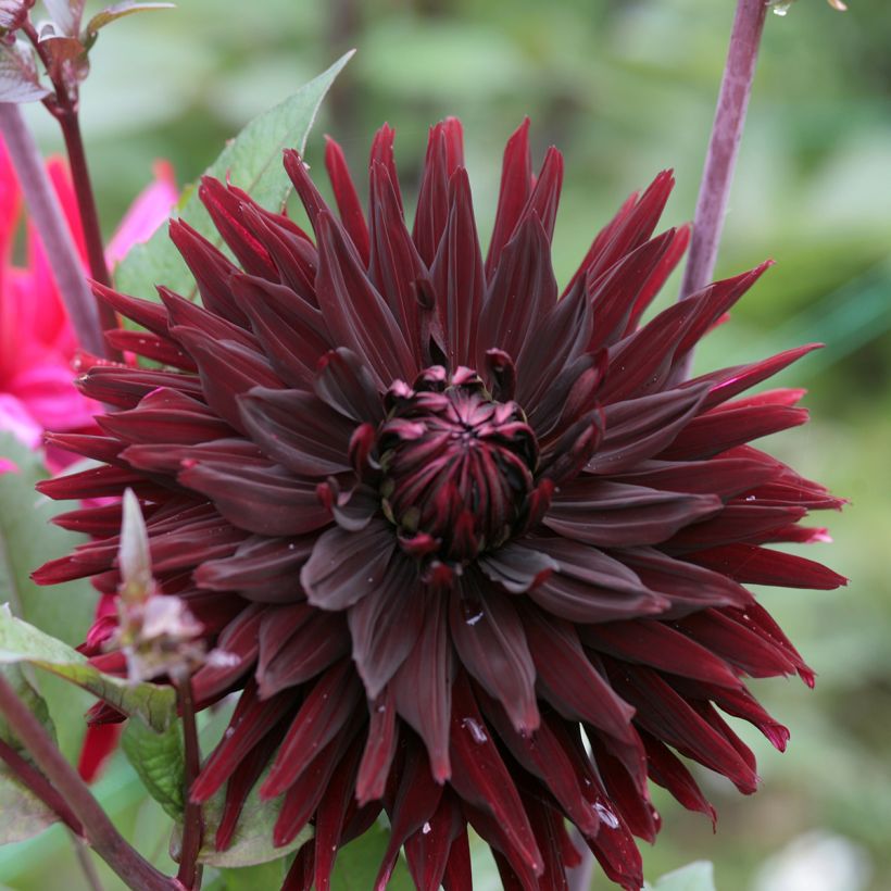 Kaktus-Dahlie Black Jack (Flowering)