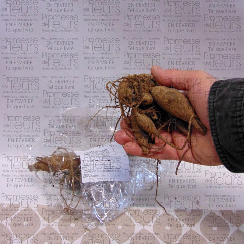 Beispiel eines Exemplars von Kaktus-Dahlie Okapi Sunset Zwiebel Kaliber/Größe I wie geliefert