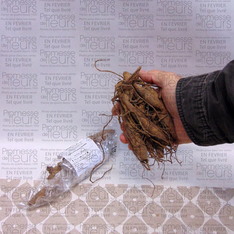 Beispiel eines Exemplars von Kaktus-Dahlie Veritable Zwiebel Kaliber/Größe I wie geliefert