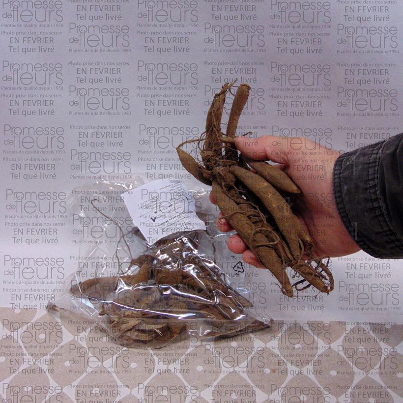 Example of Kaktus-Dahlie Witteman's Best Zwiebel Kaliber/Größe I as you get