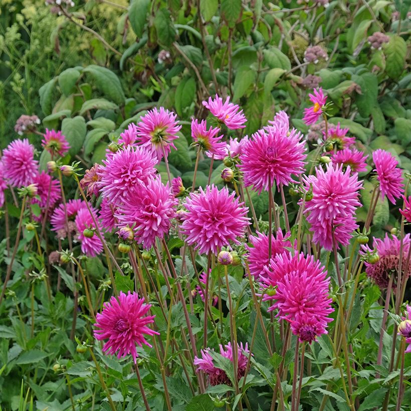 Kaktus-Dahlie Purple Gem (Plant habit)