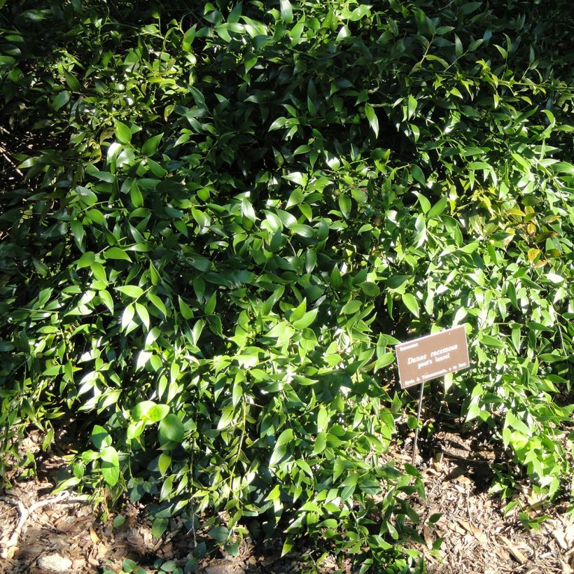 Danae racemosa - Alexandrinischer Lorbeer (Wuchs)